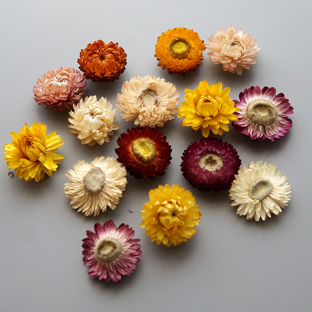 Natural Dried Colorful Chrysan - Baby Product recension och pris