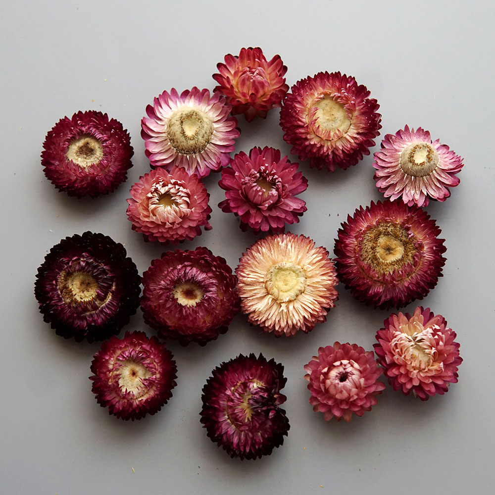 Natural Dried Colorful Chrysan - Baby Product recension och pris