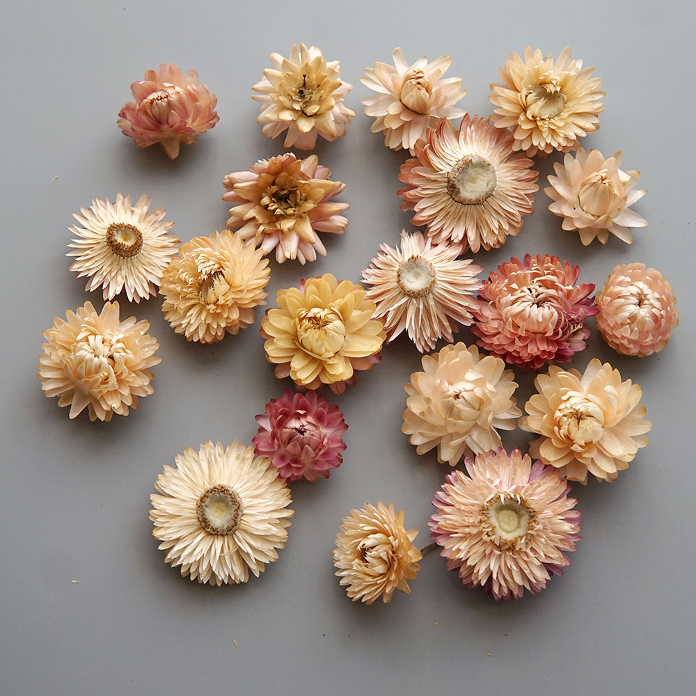Natural Dried Colorful Chrysan - Baby Product recension och pris